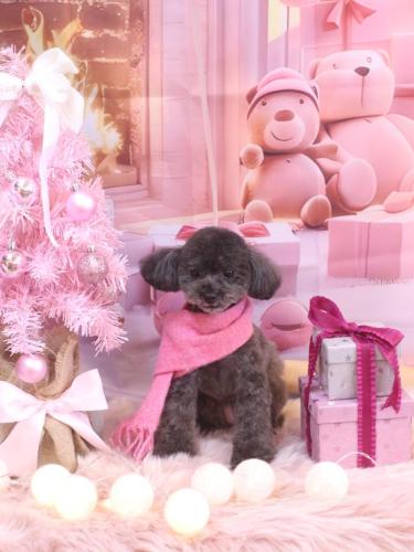 20241227ラテちゃん